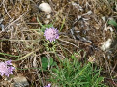 Scabiosa columbaria