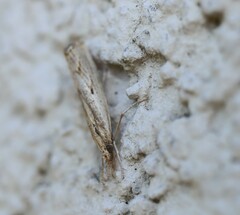 Agriphila geniculea