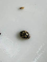 Propylea quatuordecimpunctata