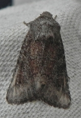 Lacinipolia meditata