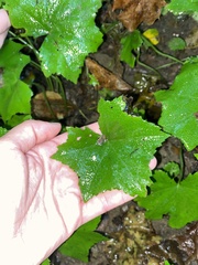 Hydrophyllum canadense