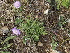 Scabiosa columbaria