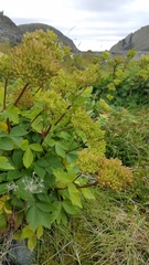 Ligusticum