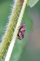 Lepyronia quadrangularis