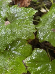 Hydrophyllum canadense
