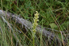 Platanthera