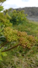 Ligusticum