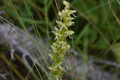 Platanthera