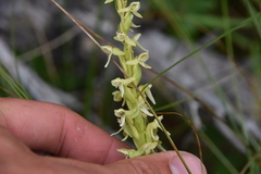 Platanthera