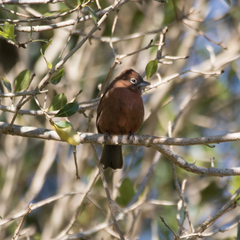 Coryphospingus cucullatus