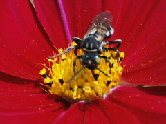 Triepeolus