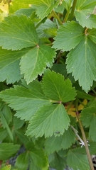Ligusticum
