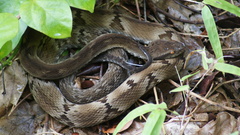 Bothrops jararaca