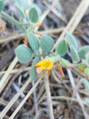 Acmispon heermannii