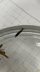 Euborellia annulipes