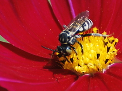 Triepeolus