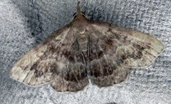 Phalaenostola larentioides