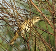 Acrocephalus arundinaceus