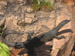 Varanus mertensi
