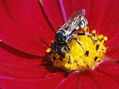 Triepeolus