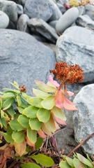 Rhodiola rosea