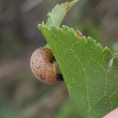 Euomphalia strigella