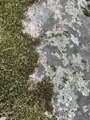 Xanthoparmelia conspersa