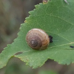 Euomphalia strigella