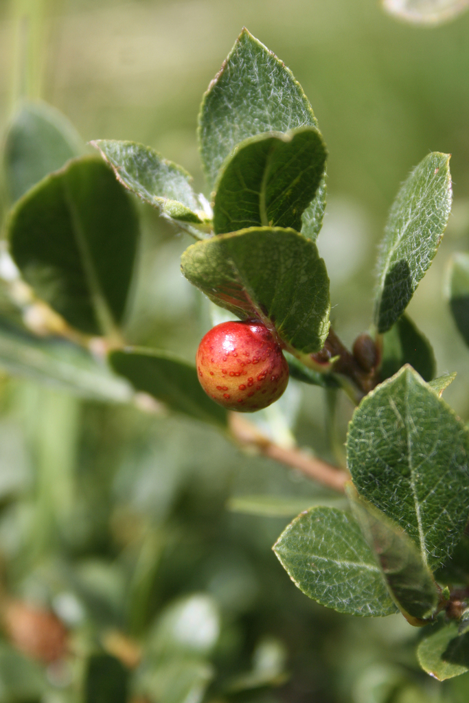 Euura hastatavora