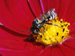 Triepeolus