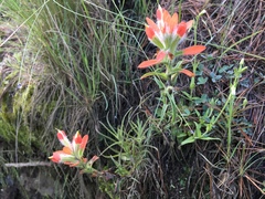 Castilleja scorzonerifolia
