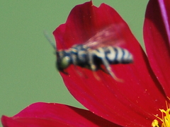 Triepeolus