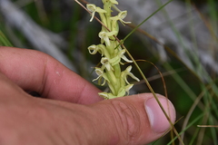 Platanthera