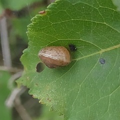 Euomphalia strigella