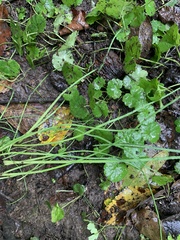 Allium vineale