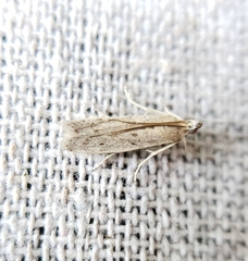 Homoeosoma electella