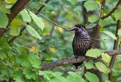 Nucifraga caryocatactes