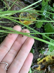 Allium vineale