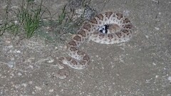 Crotalus atrox