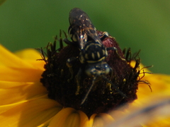Triepeolus