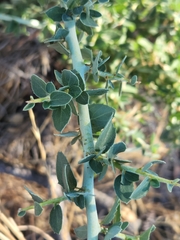 Ceanothus leucodermis