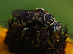 Triepeolus