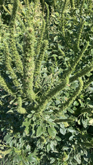 Amaranthus palmeri