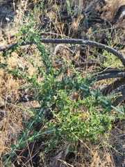 Ceanothus leucodermis