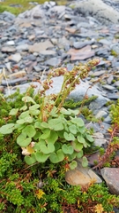Oxyria digyna