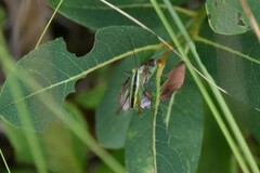 Conocephalini
