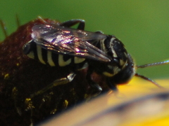Triepeolus
