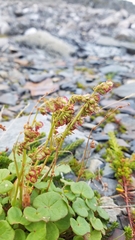 Oxyria digyna