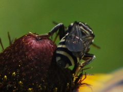 Triepeolus