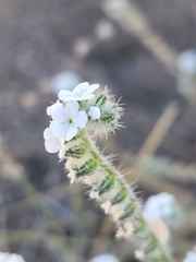 Cryptantha intermedia